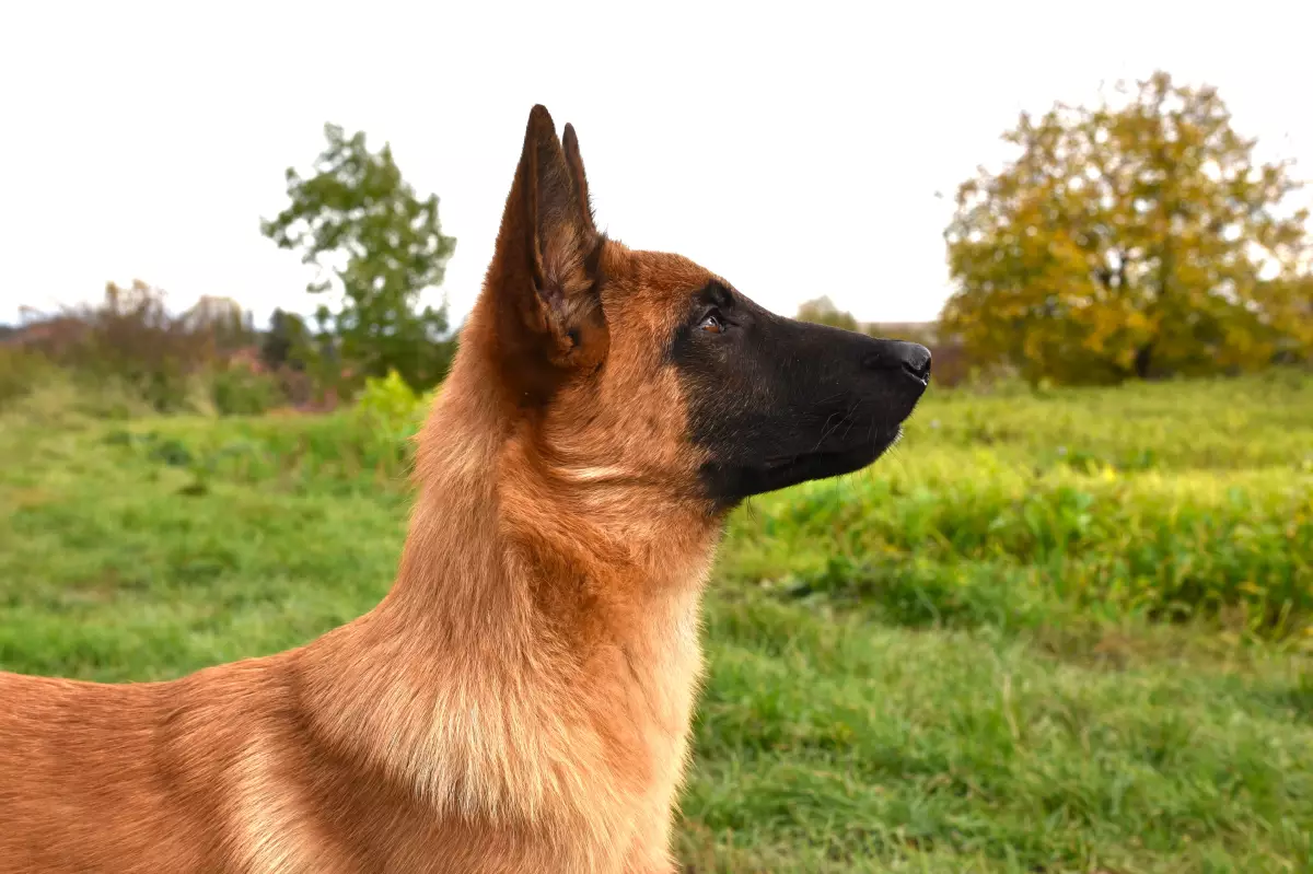 Holland Lady v. Le Dobry - zakladatelka chovu holandských ovčáků DE ALPHAVILLE BOHEMIA